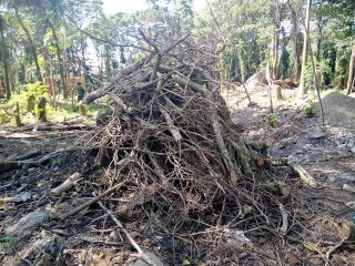 Hermanos procesados por corte y destrucción de árboles en Ocoa
