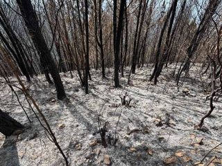 Incendio en Bahoruco destruyó 25 años de un bosque