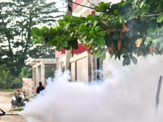 Alerta sanitaria: Salud Pública confirma 15 casos de dengue esta semana