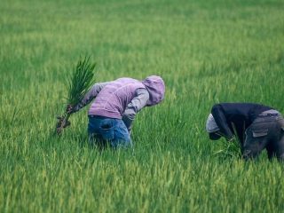 Arroceros esperan nuevas reglas tras eliminación de aranceles