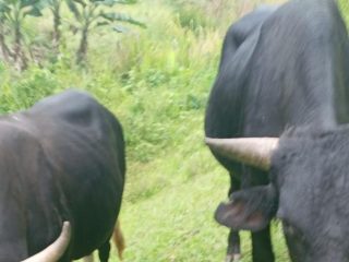 Cuatreros imbatibles: el saqueo agropecuario en Ocoa exige respuesta institucional