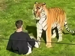 Tragedia en Yorkshire Wildlife Park: muerte del hombre que invadió el recinto de un tigre